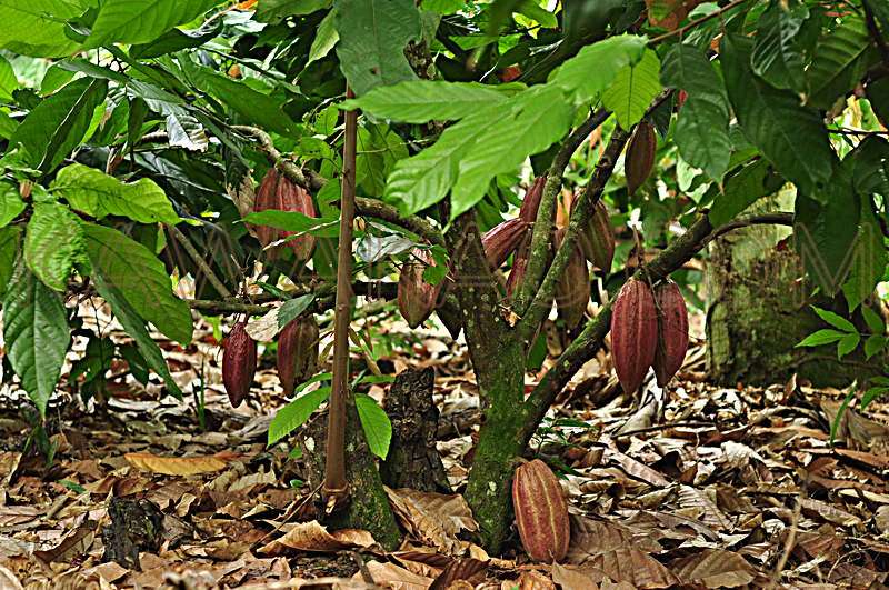 Bienfaits du cacao