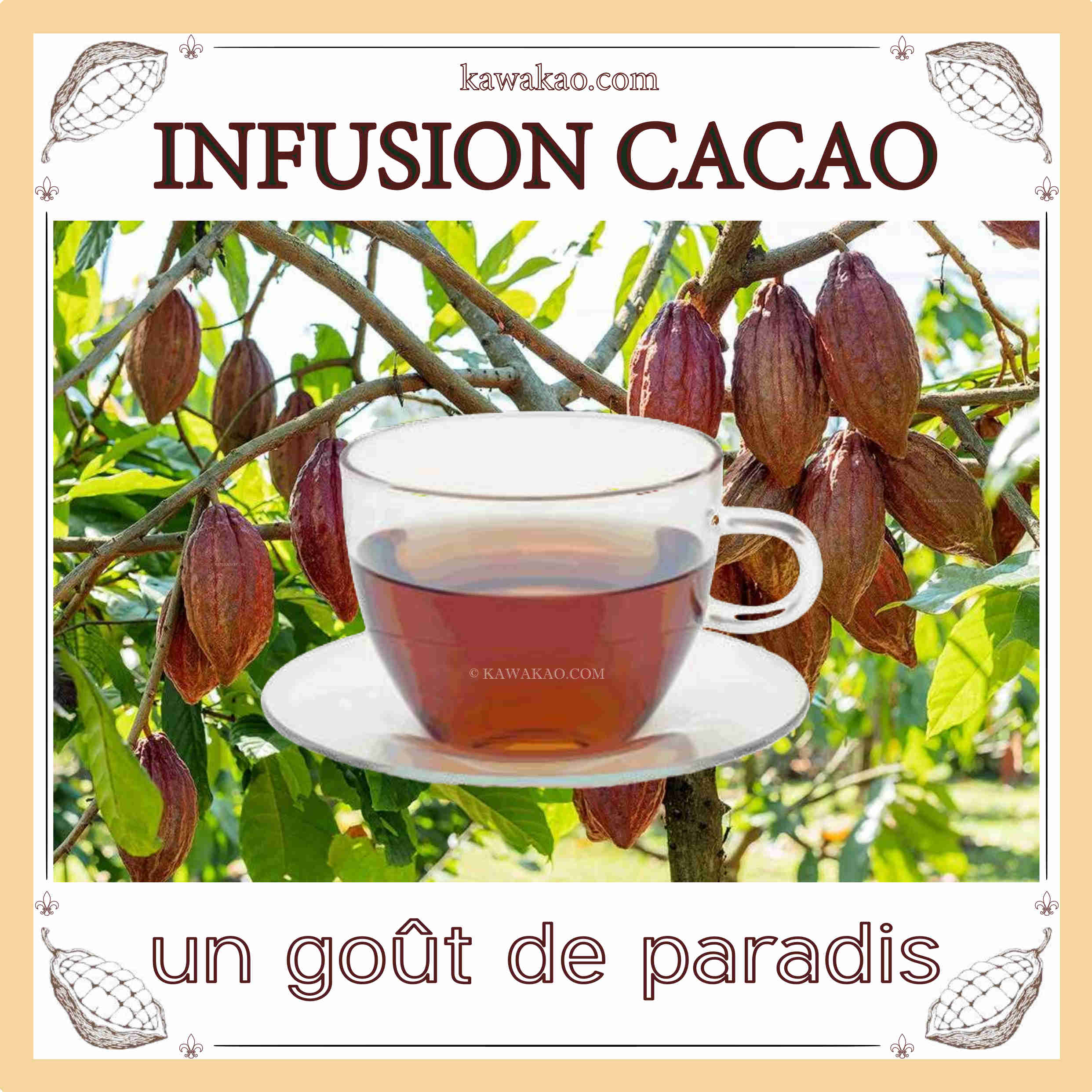 Infusion Cacao